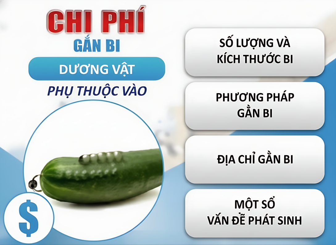 Hình ảnh minh họa